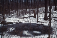 A dark pool hidden away in the woods. The water is steel gray, still, and ice cold. Its depths shelter strange creatures in the tangles of water grass. Trust me, no boat, no swimmer or me would go near a pool like this.