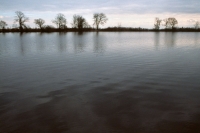 Sylph flies may choose to step across a body of water without dimpling the surface tension of the water.