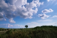 A gust of wind fills a meadow. Flowers exhale their pollen. Dead leaves go airborne. Dandelions lose their heads and for a moment the true history of the meadow is written in the wind. My eyes see it clear as day and them the wind dies and so does the meadow.