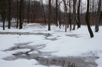 The fog covered my mouth and face like a leather mask. I stand in the center of deep dark woods and think of melting snow and feel glad. I think of cities, noise, humming like speakers that would make an ant deaf and feel lucky to be standing here.